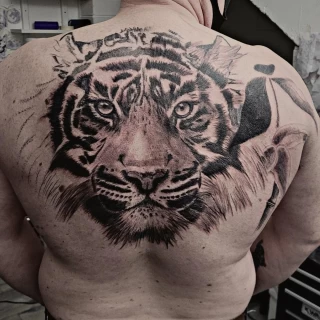 Tiger Tattoo - Dublin - Full back - The Black Hat Tattoo